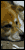 030906harleylyin.gif